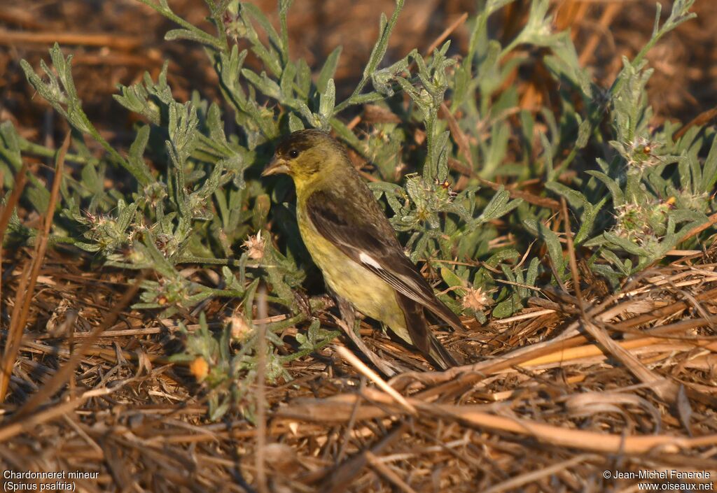 Lesser Goldfinch male
