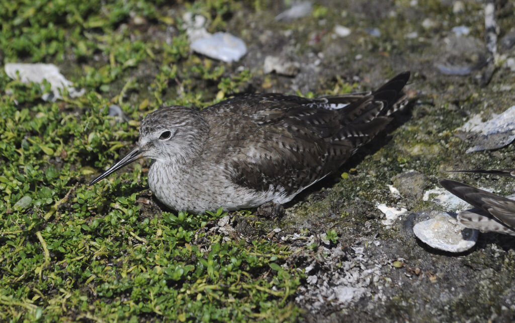 Lesser Yellowlegs