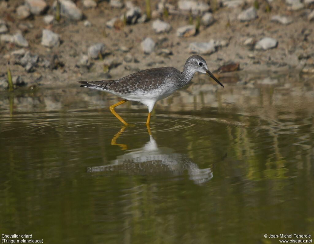 Greater Yellowlegs