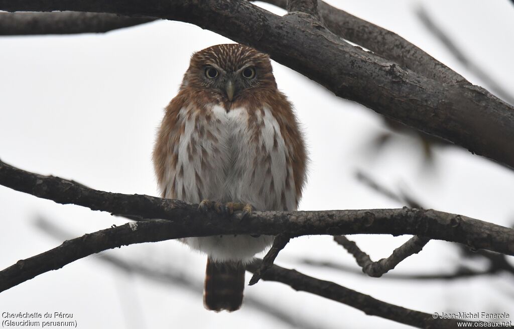 Pacific Pygmy Owl