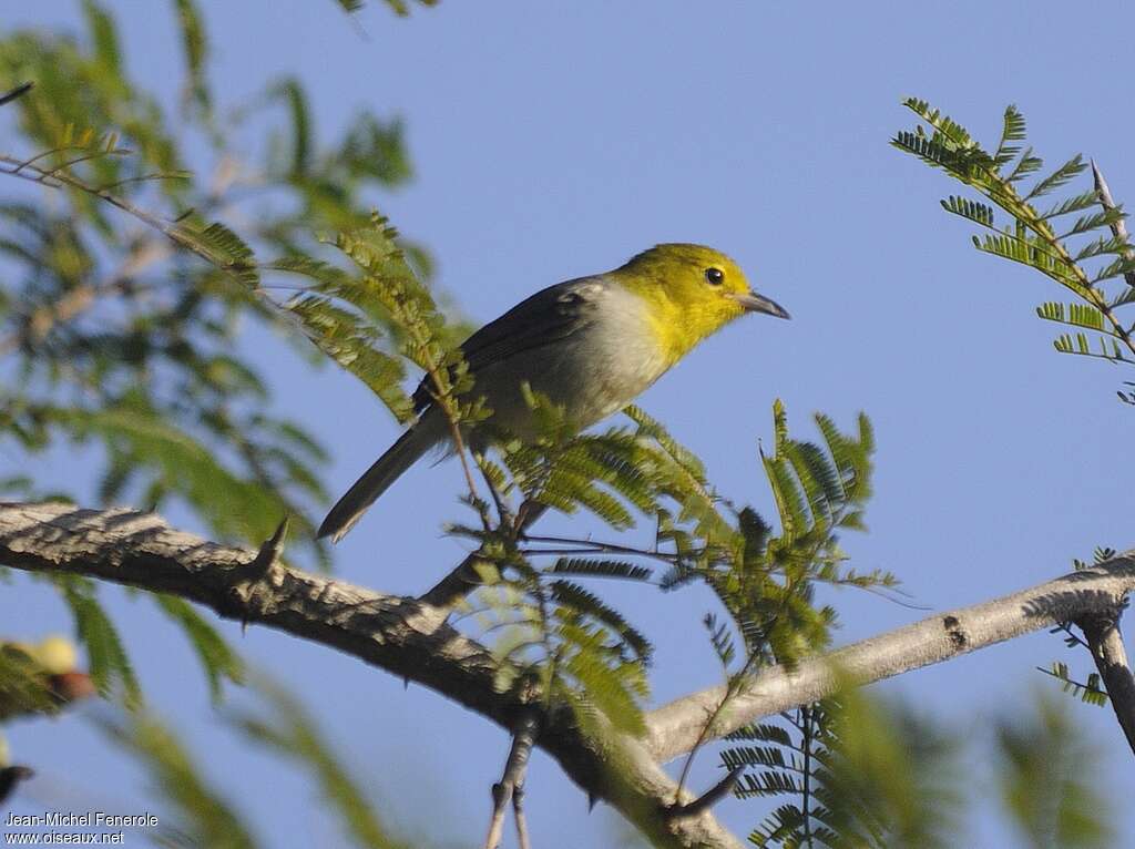 Yellow-headed Warbler