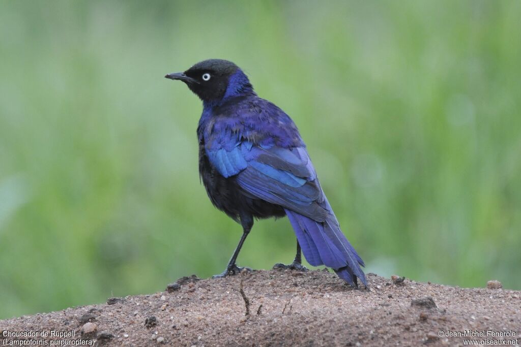 Rüppell's Starling