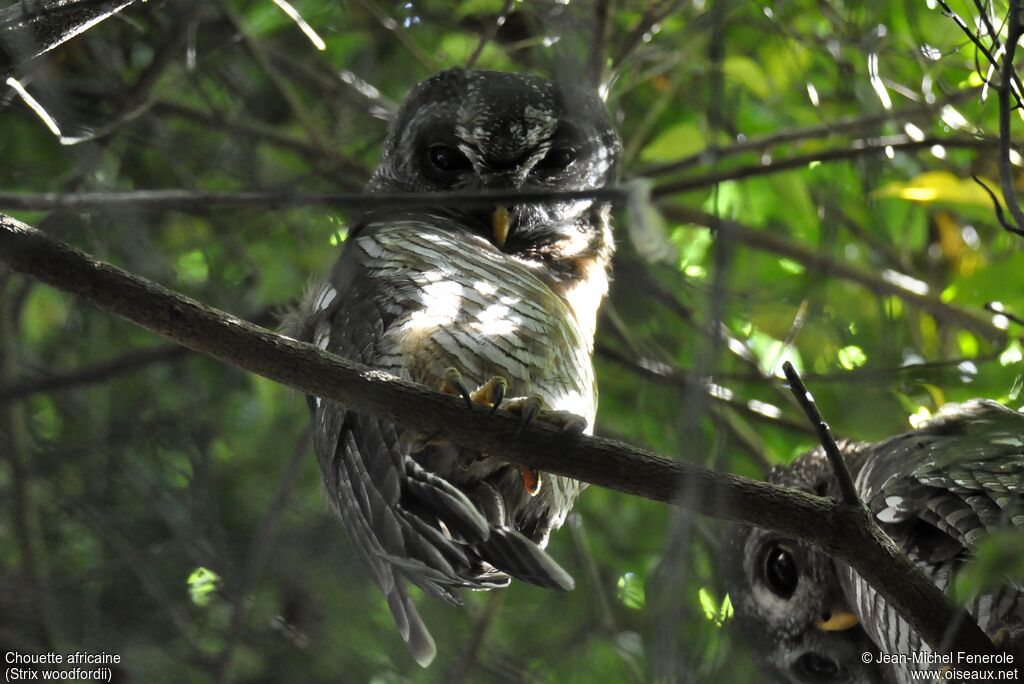 African Wood Owl