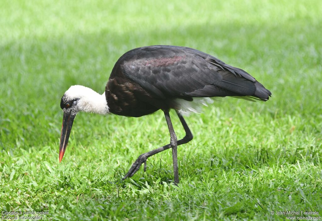 Cigogne à pattes noires