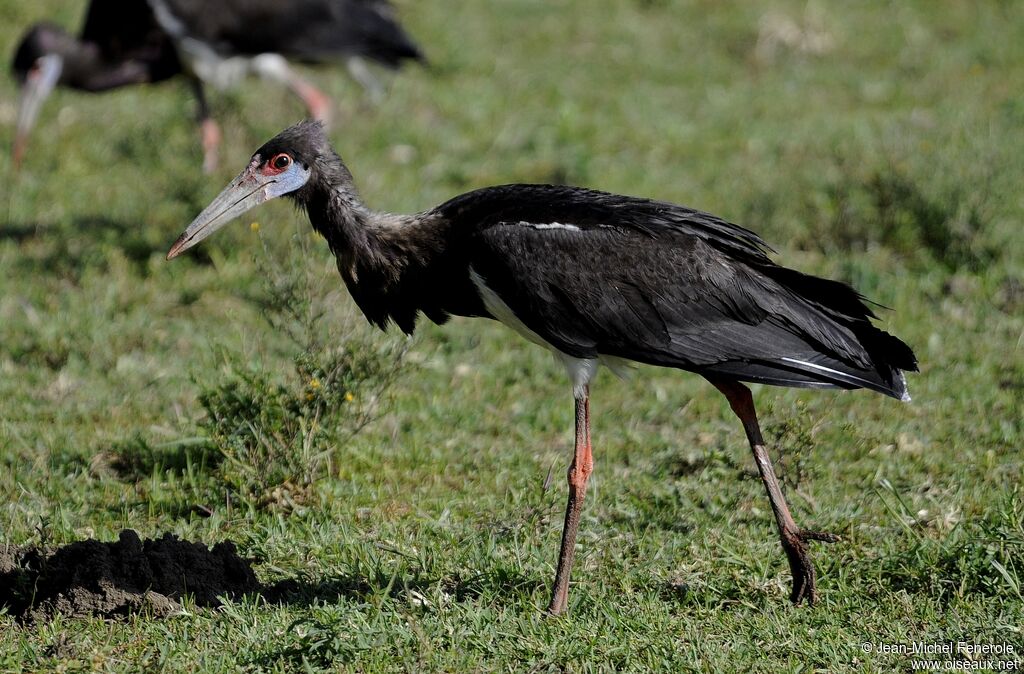 Abdim's Stork