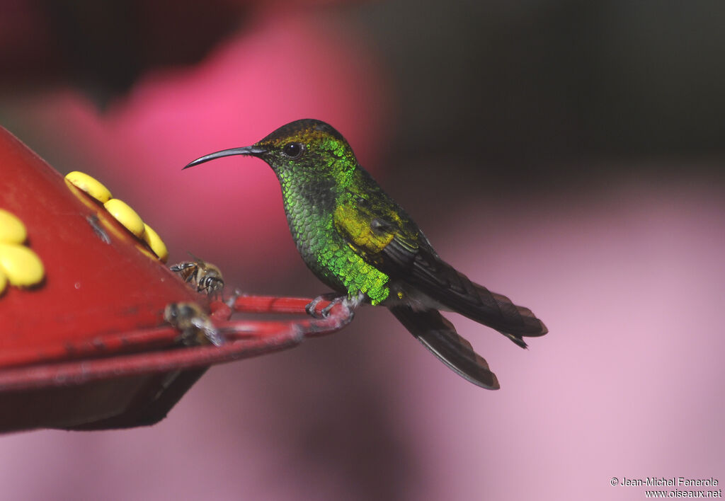 Coppery-headed Emerald