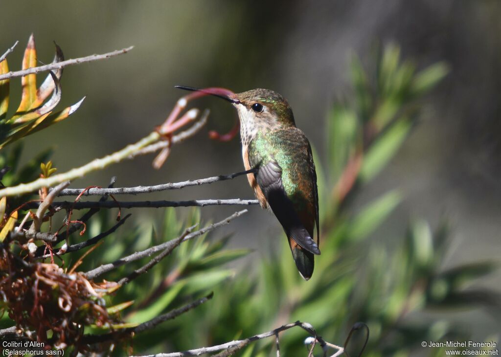 Colibri d'Allen femelle