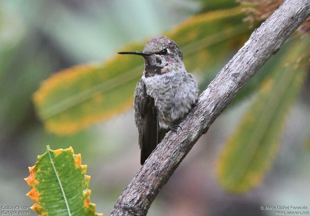 Colibri d'Anna