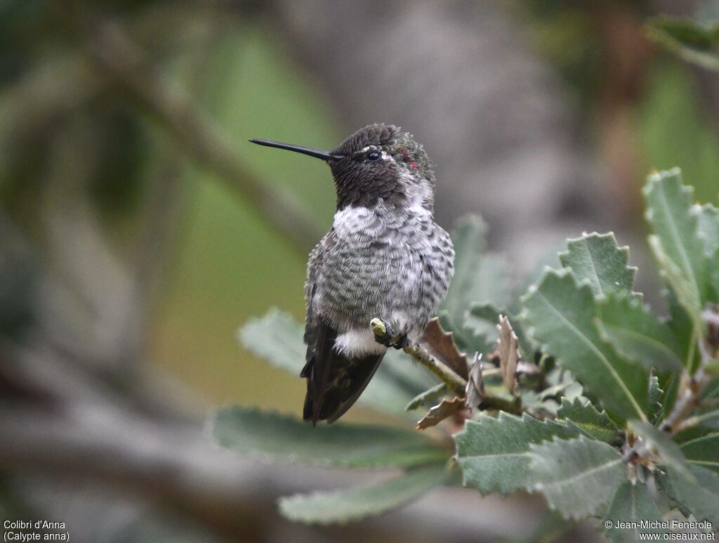 Anna's Hummingbird