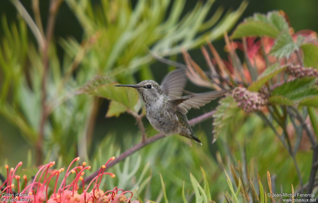 Colibri d'Anna