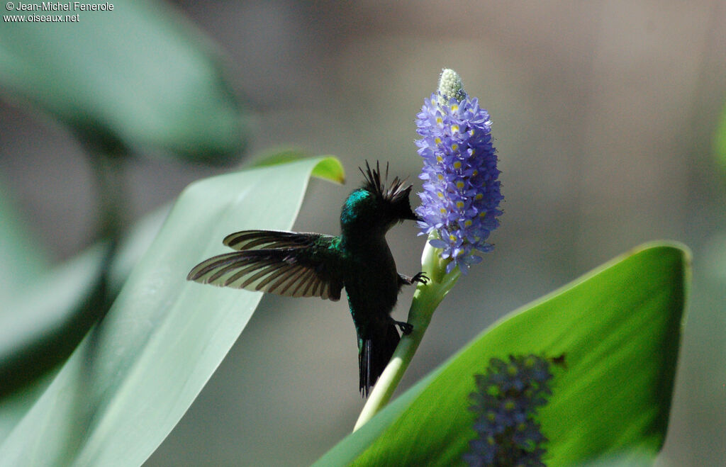 Antillean Crested Hummingbird