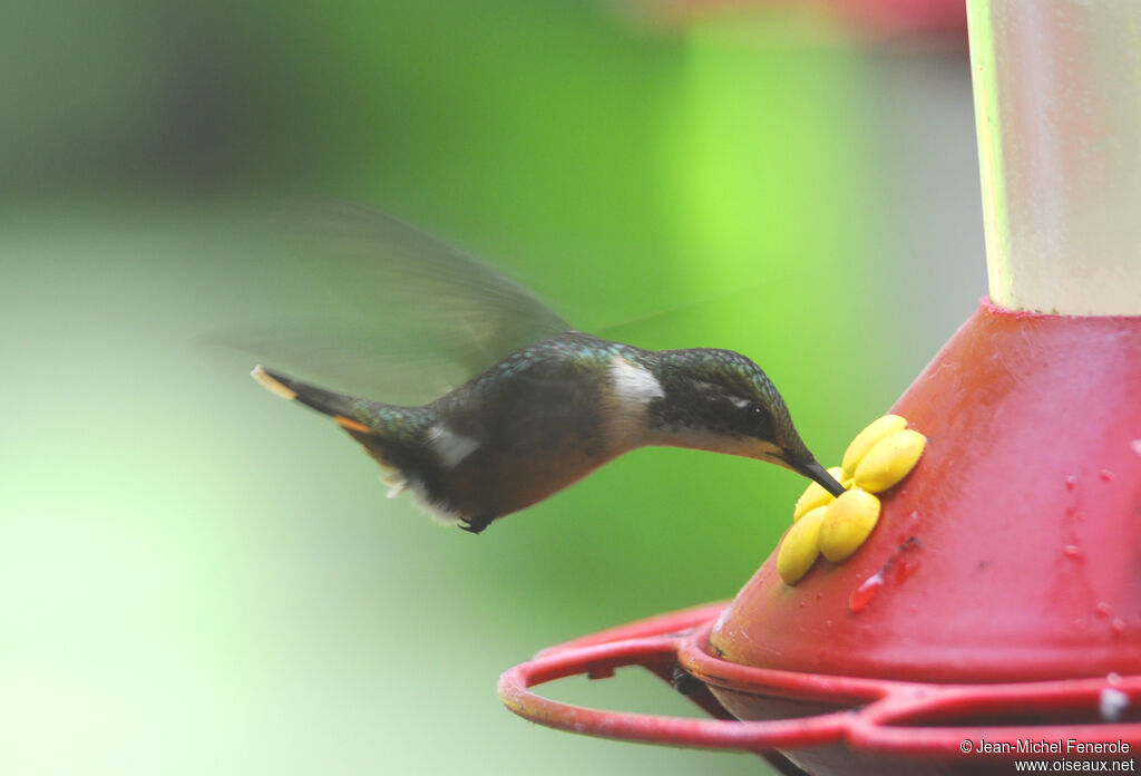 Colibri magenta femelle