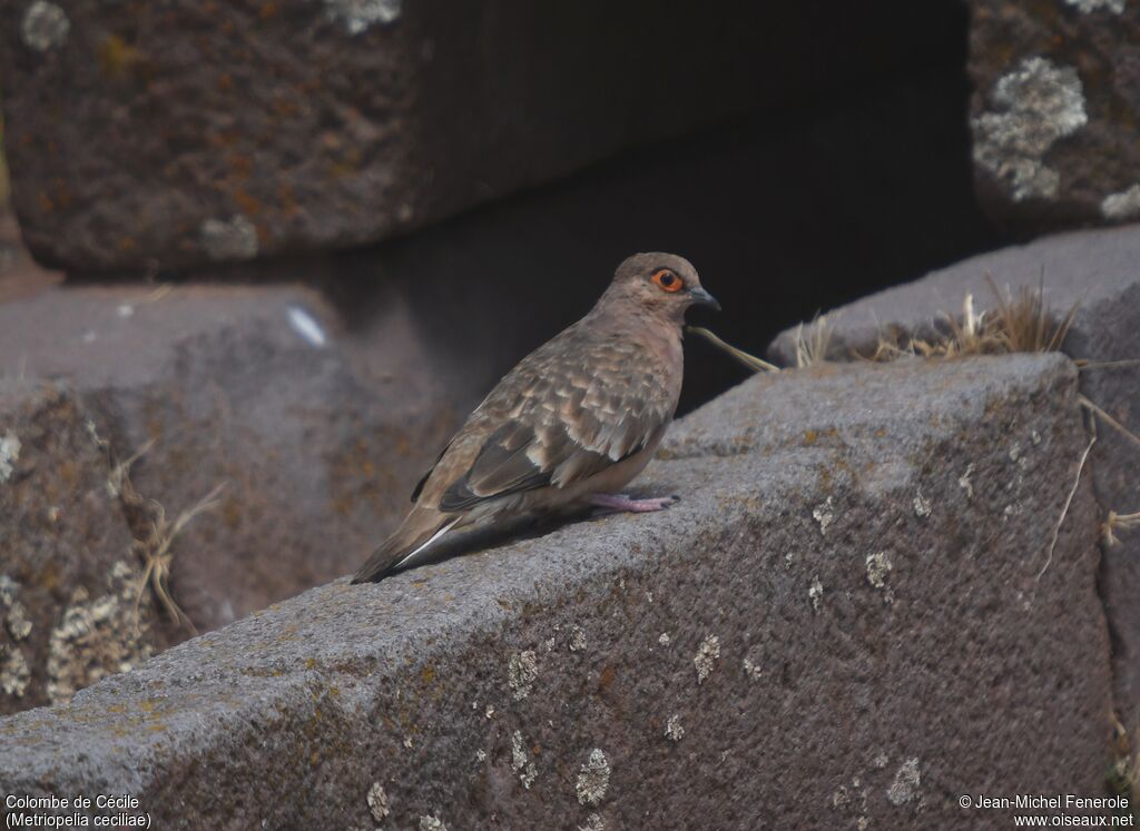 Bare-faced Ground Dove