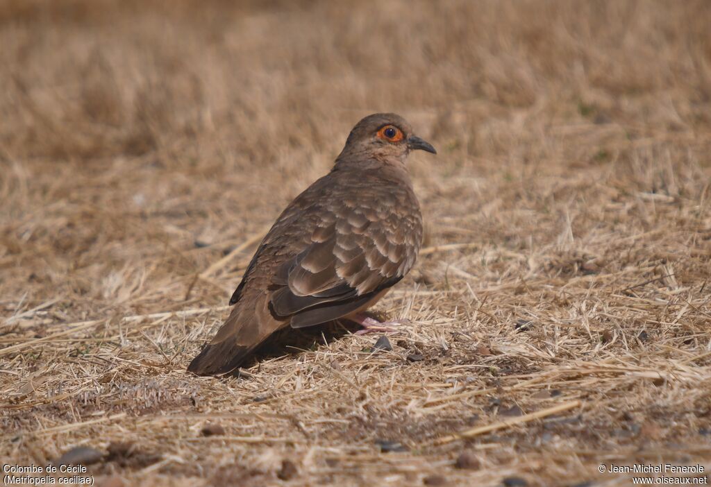 Bare-faced Ground Dove