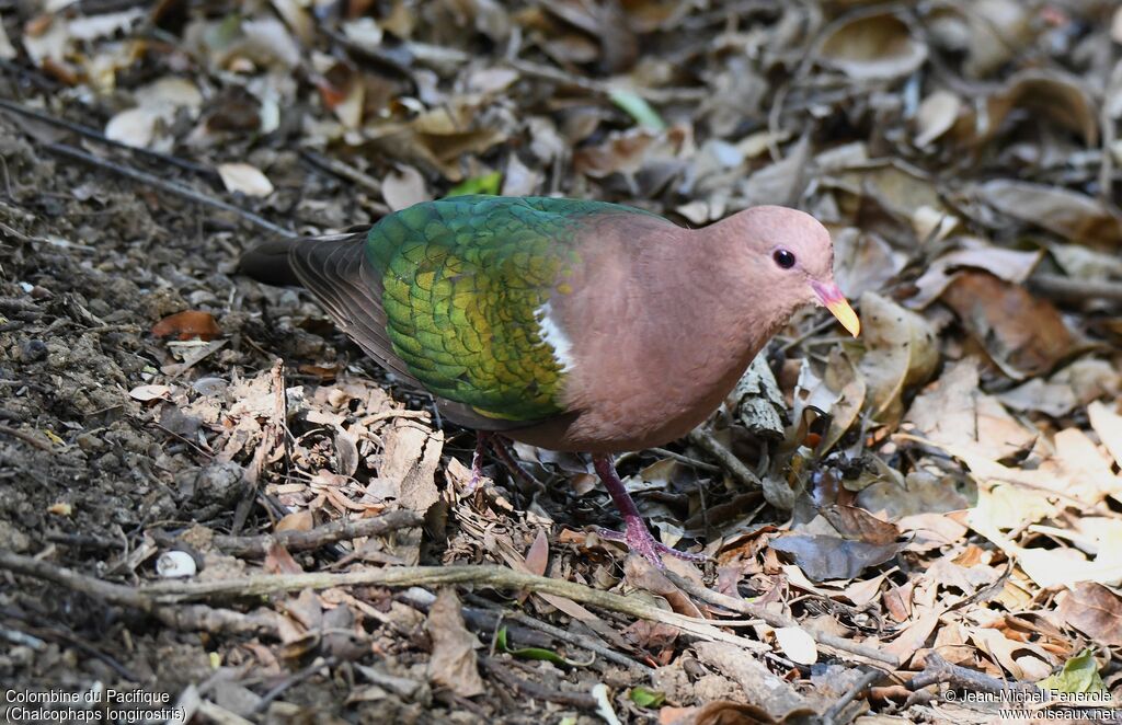Pacific Emerald Dove