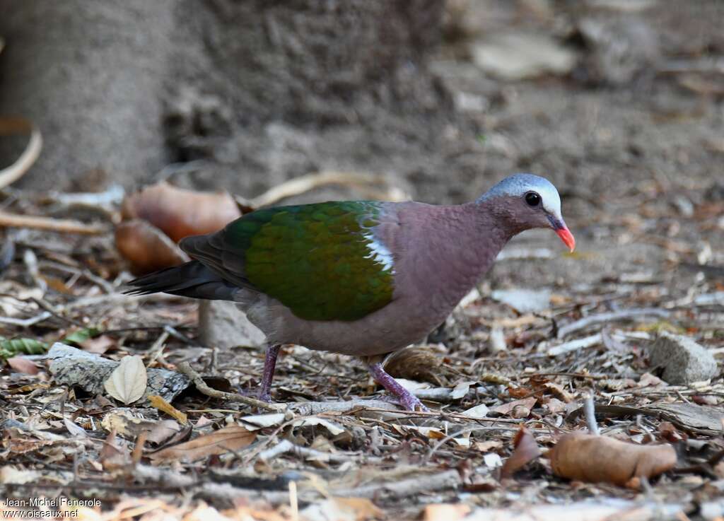 Common Emerald Dove male adult, Behaviour