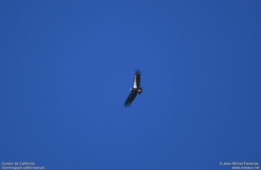 Condor de Californie