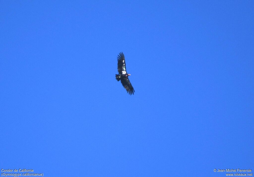 Condor de Californie