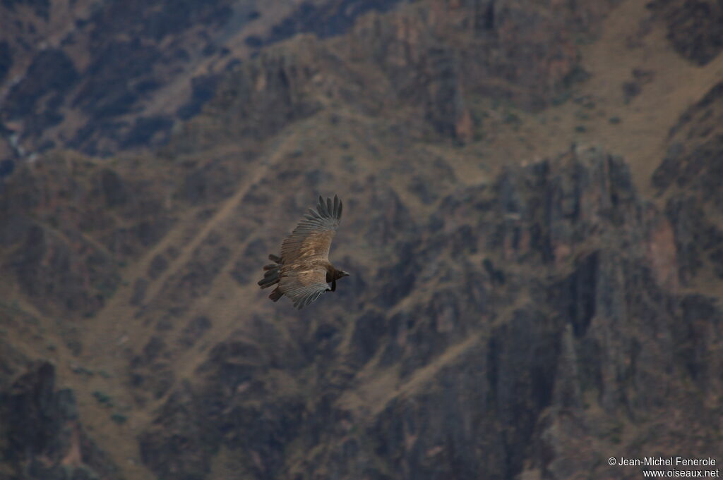 Andean Condorimmature