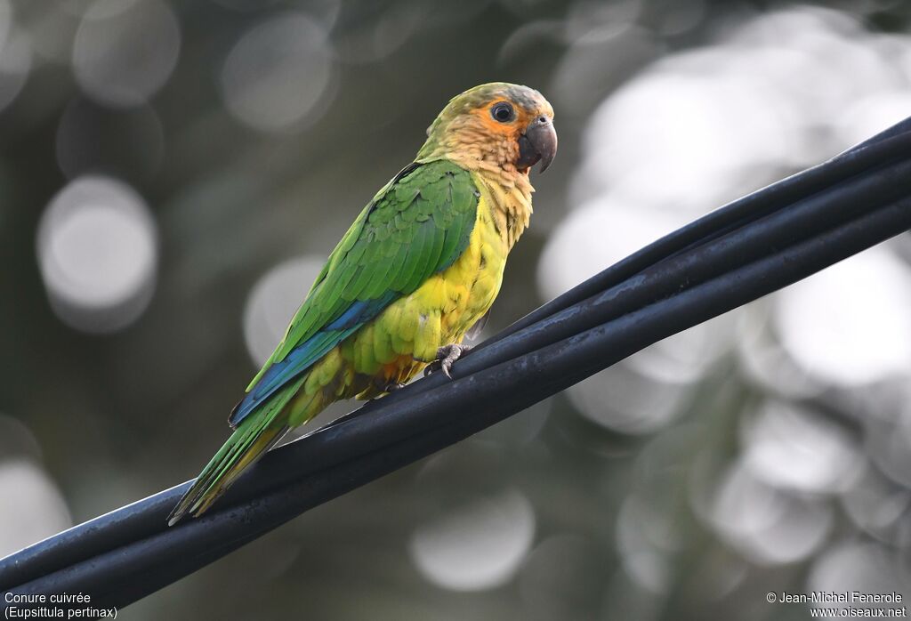 Brown-throated Parakeet