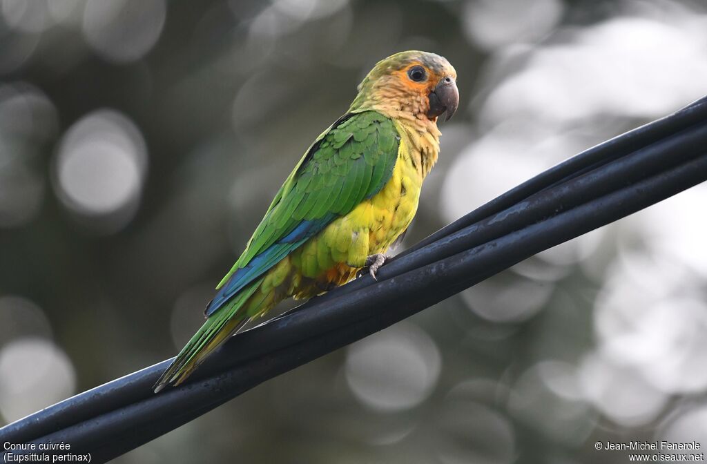 Brown-throated Parakeet