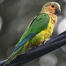 Conure cuivrée