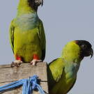 Conure nanday
