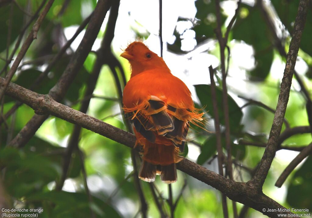 Guianan Cock-of-the-rock