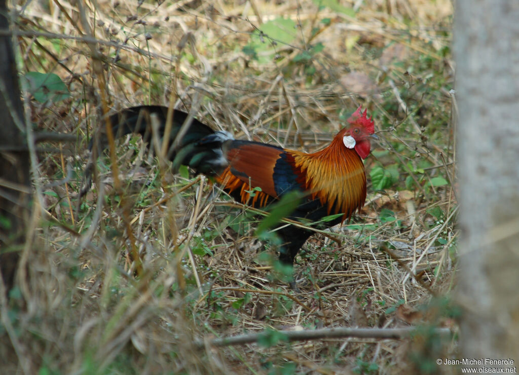 Red Junglefowl male adult