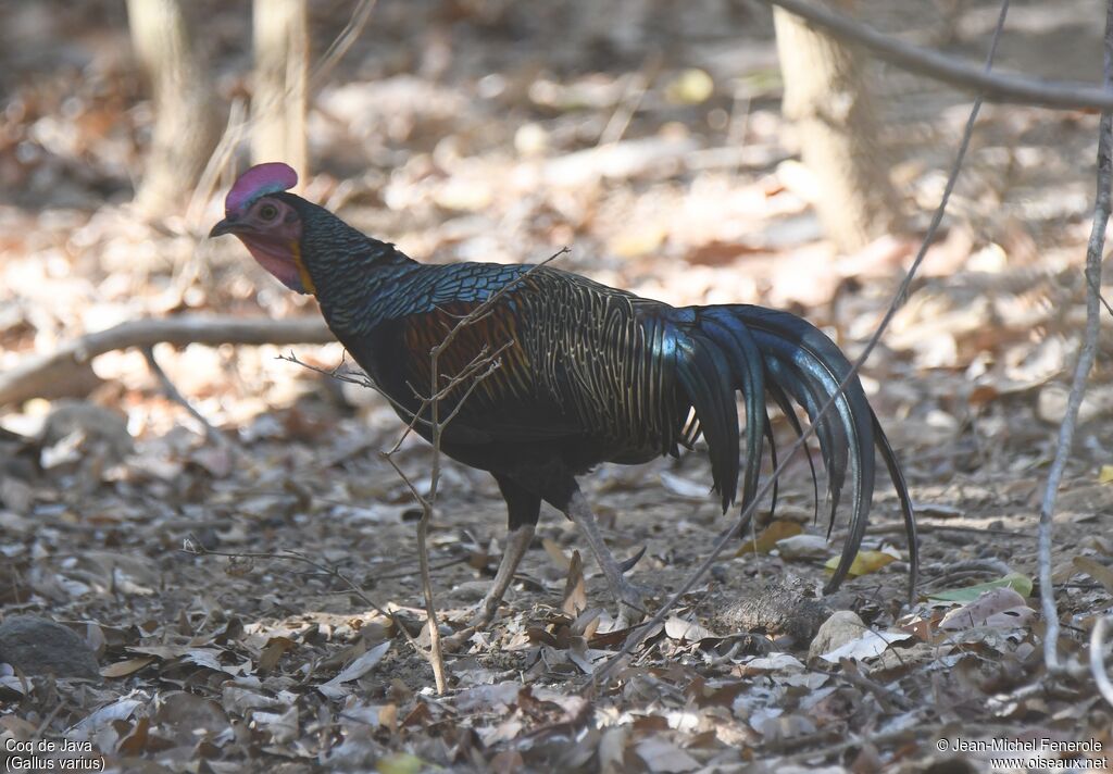 Green Junglefowl