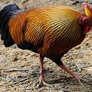 Coq de Lafayette