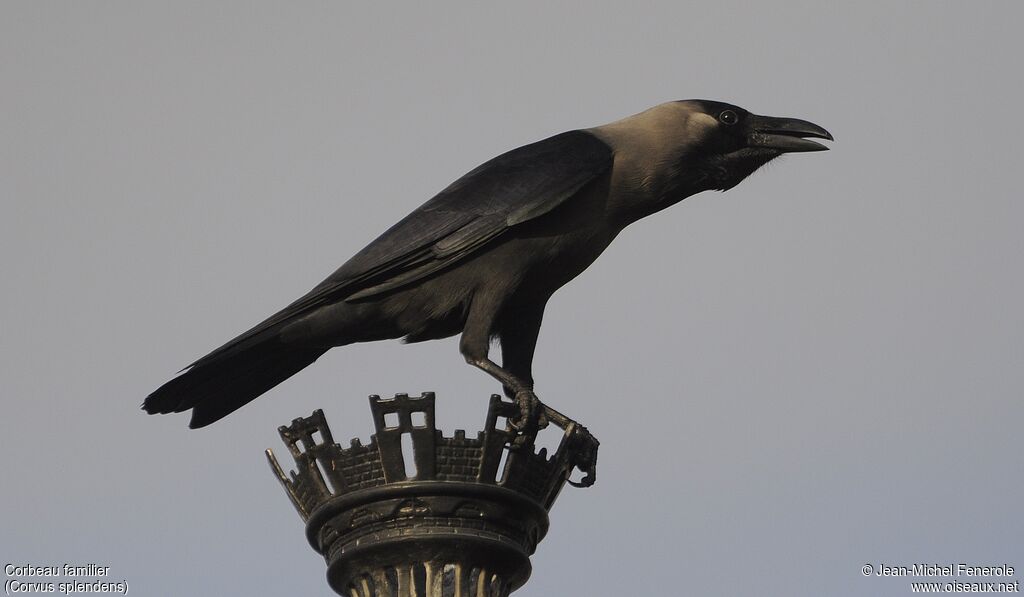 Corbeau familier