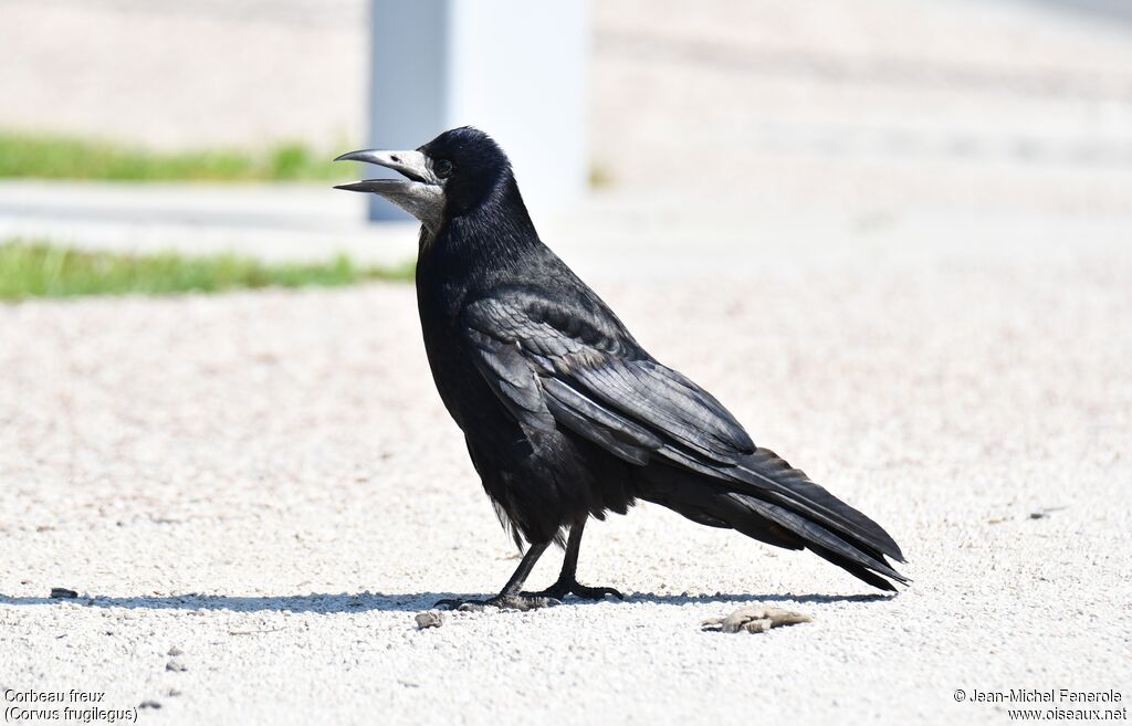 Corbeau freux
