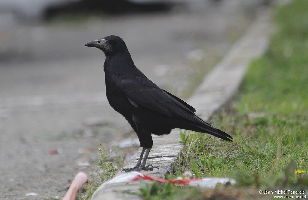 Corbeau freux