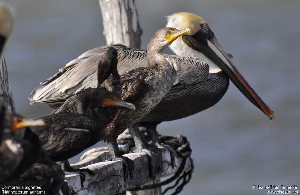Cormoran à aigrettes