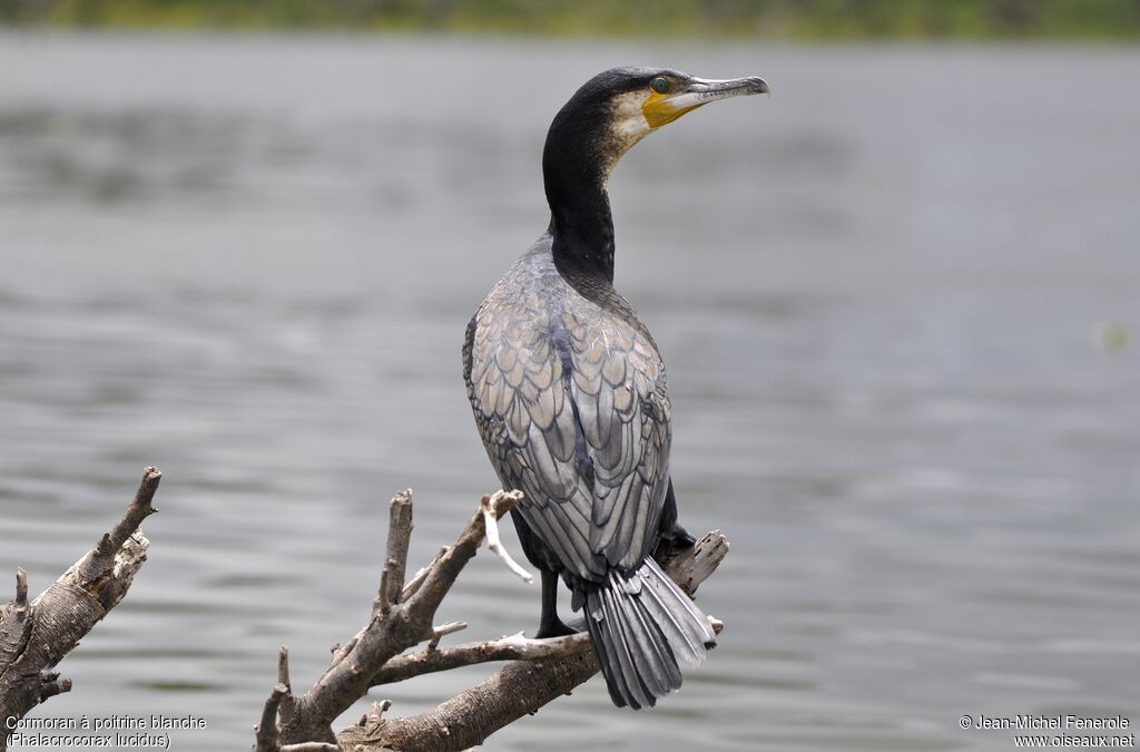 White-breasted Cormorant