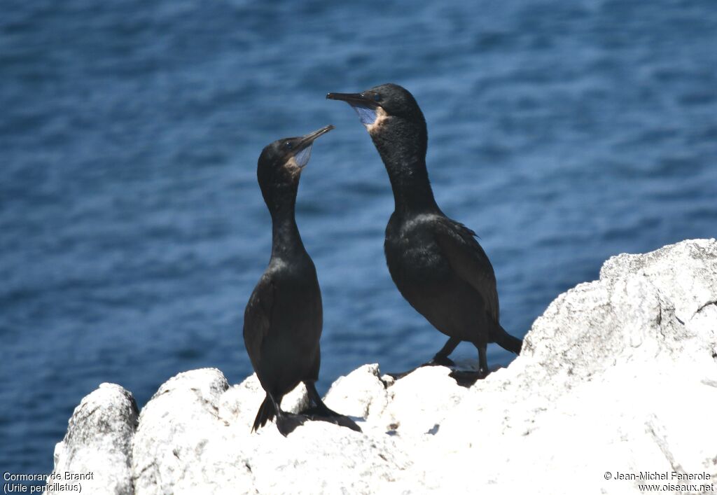 Brandt's Cormorant