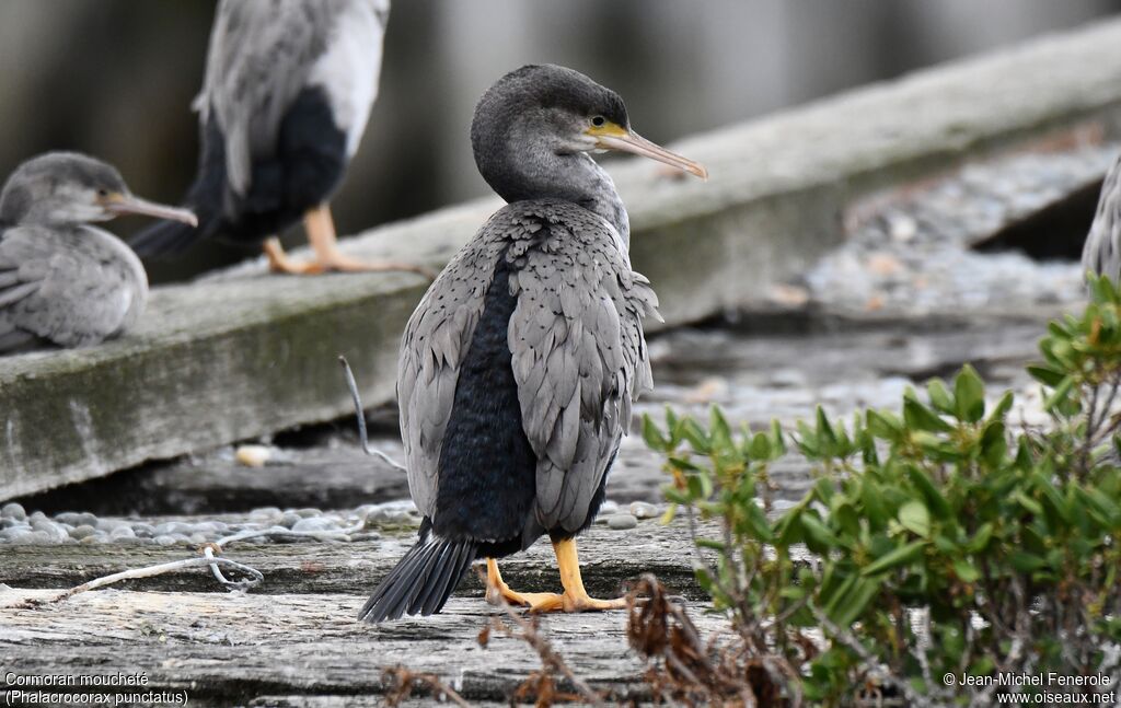 Spotted Shag