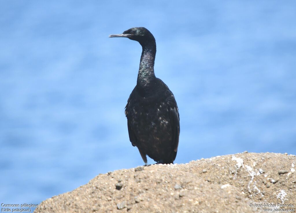 Pelagic Cormorant