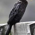 Cormoran pie