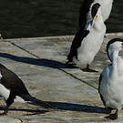 Cormoran varié