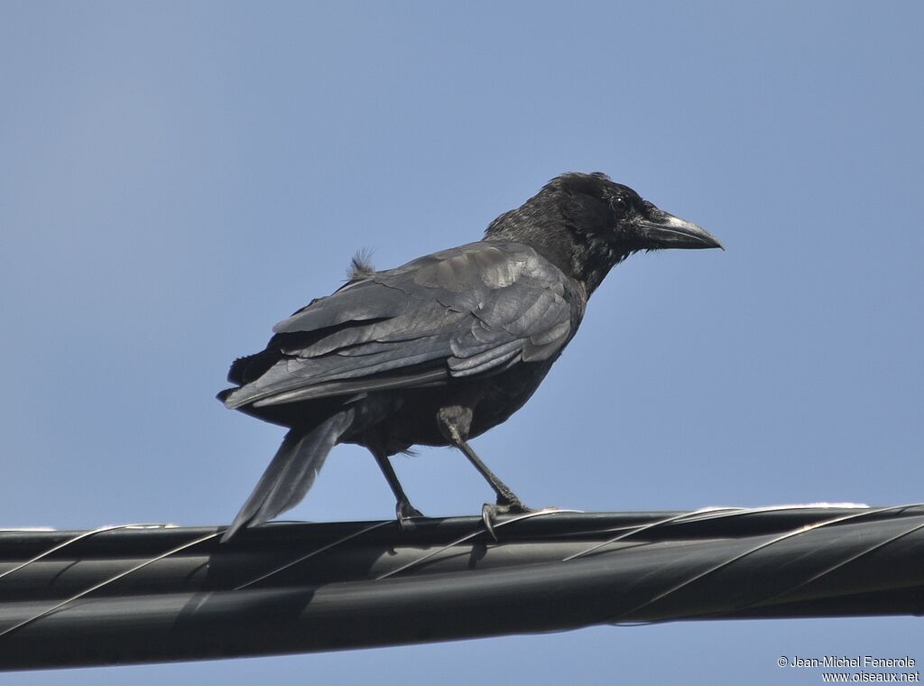 American Crow