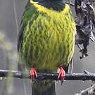 Cotinga vert et noir