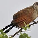 Coucal à sourcils blancs