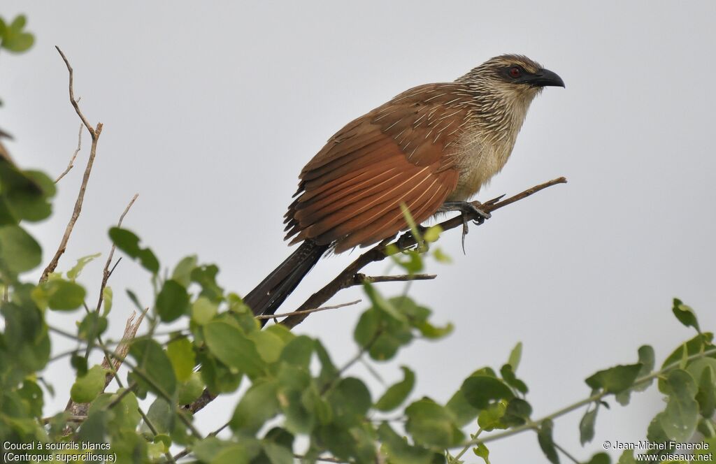 White-browed Coucal