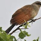 Coucal à sourcils blancs