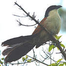 Coucal de Burchell