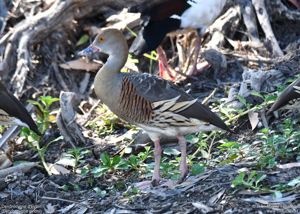 Dendrocygne d'Eyton