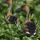 Dendrocygne fauve
