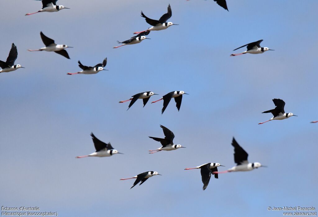 Pied Stilt